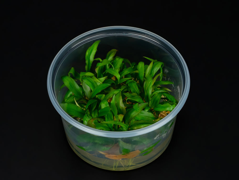Cryptocoryne pygmea