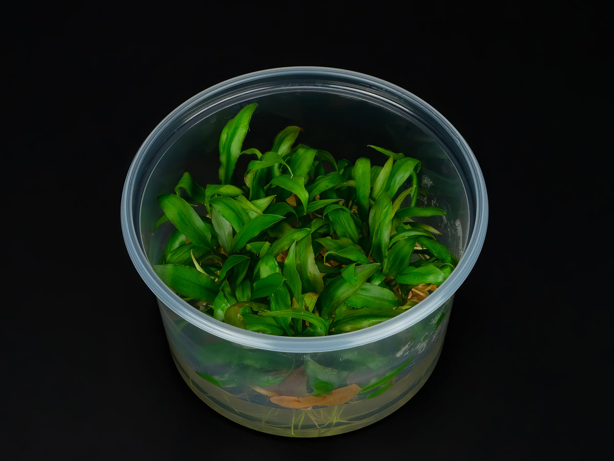 Cryptocoryne pygmea