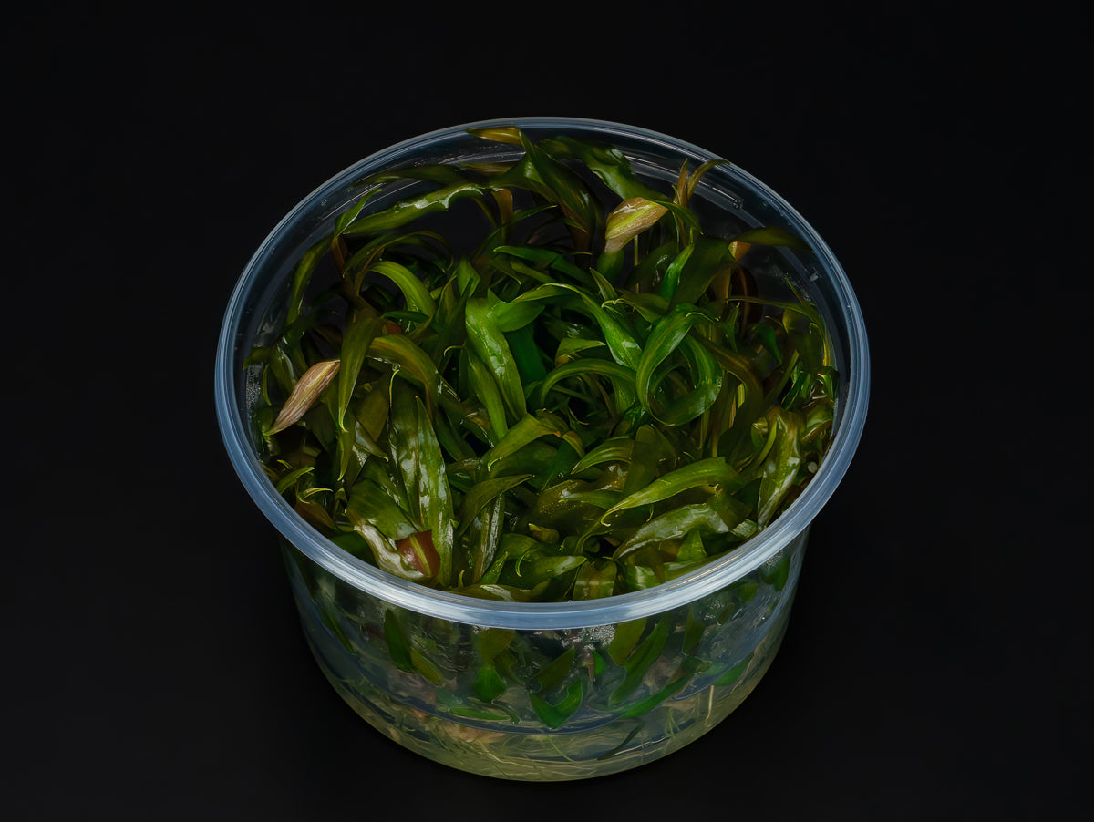 Cryptocoryne bullosa