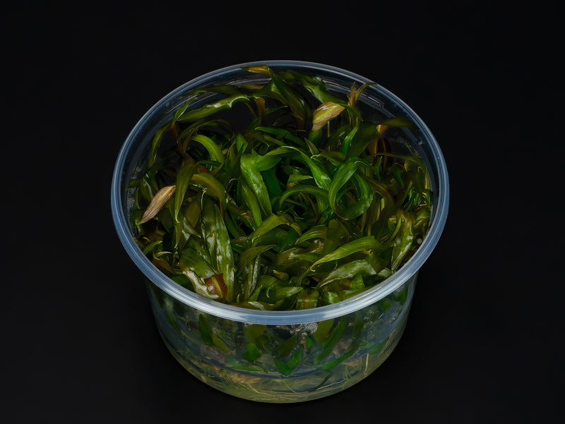 Cryptocoryne bullosa