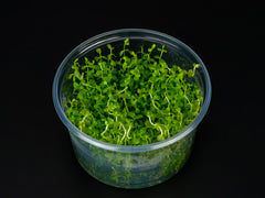 Cuphea anagalloidea