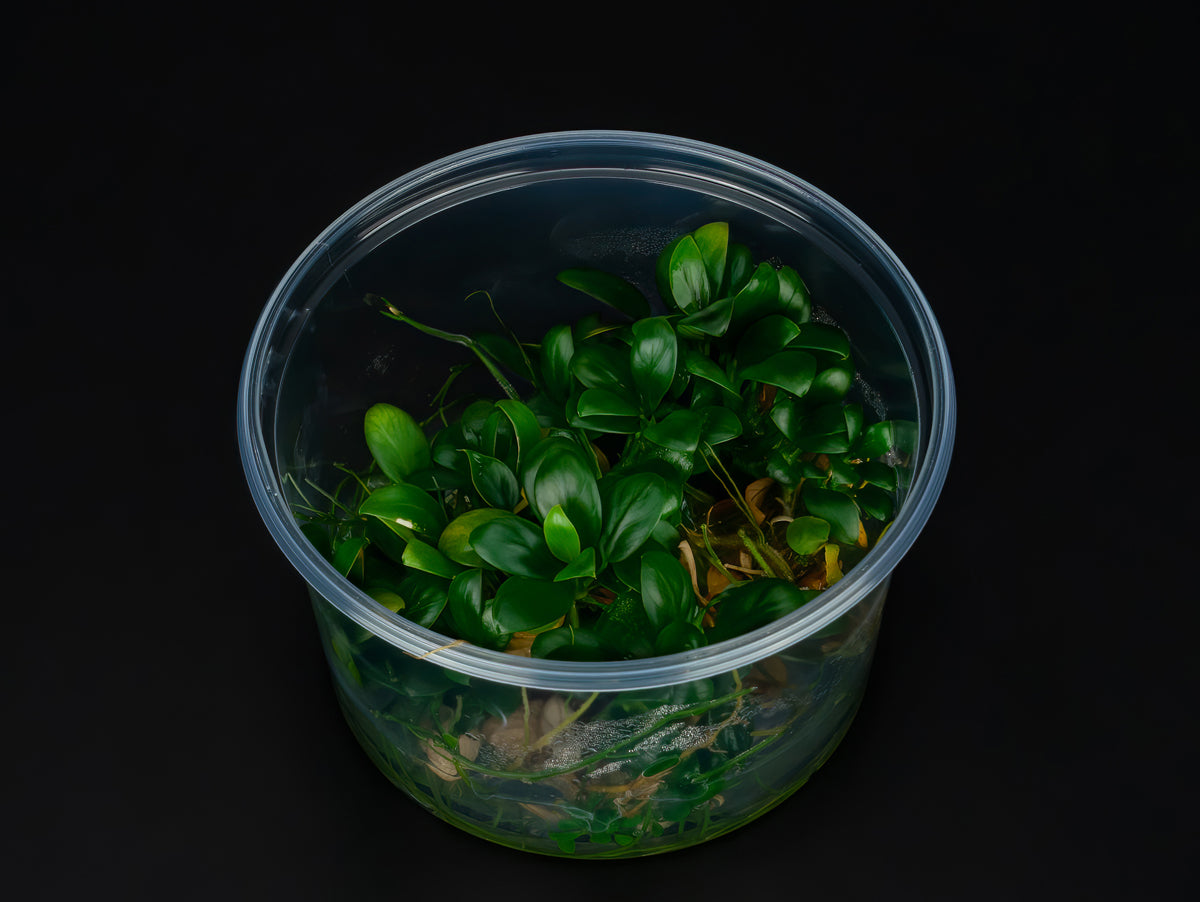 Anubias barteri var. Nana