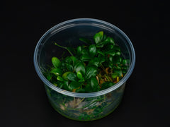 Anubias barteri var. Nana