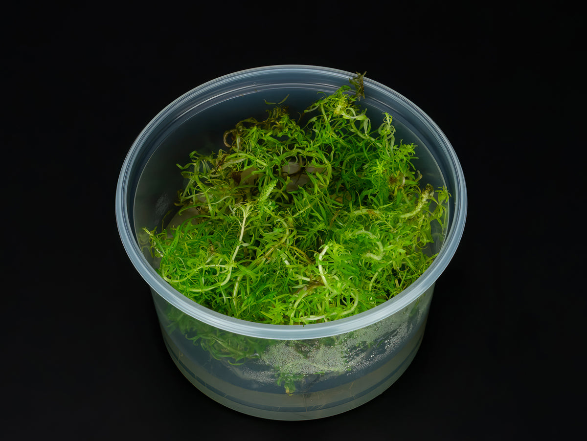 Ludwigia inclinata var. verticillata 'Pantanal'