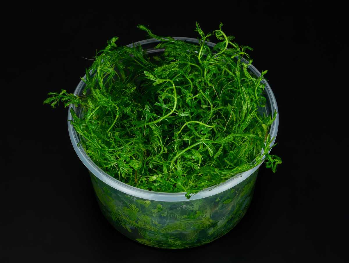 Myriophyllum mattogrossense