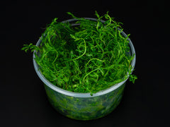 Myriophyllum mattogrossense