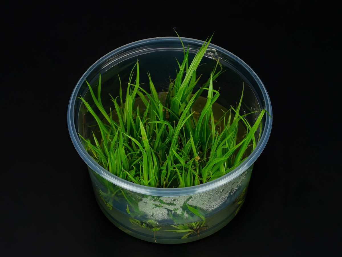Cyperus helferi