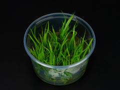 Cyperus helferi