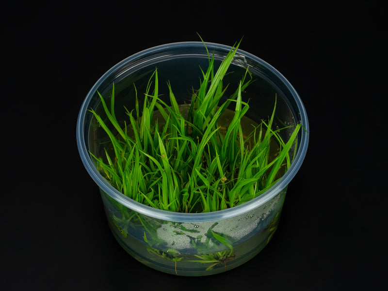Cyperus helferi