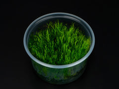 Taxiphyllum alternans 'Taiwan'