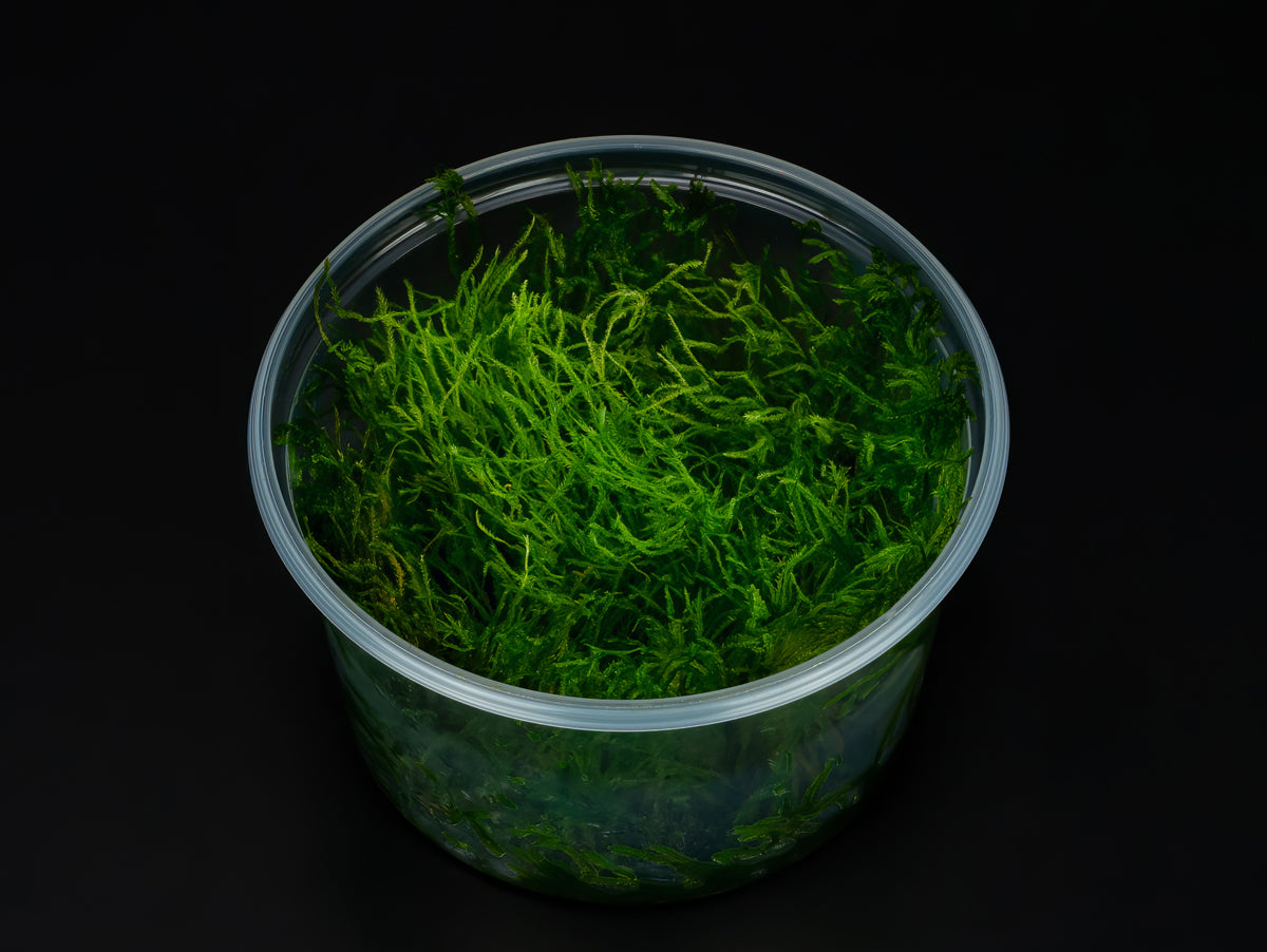 Taxiphyllum sp. 'Spiky Moss'
