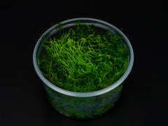 Taxiphyllum sp. 'Spiky Moss'