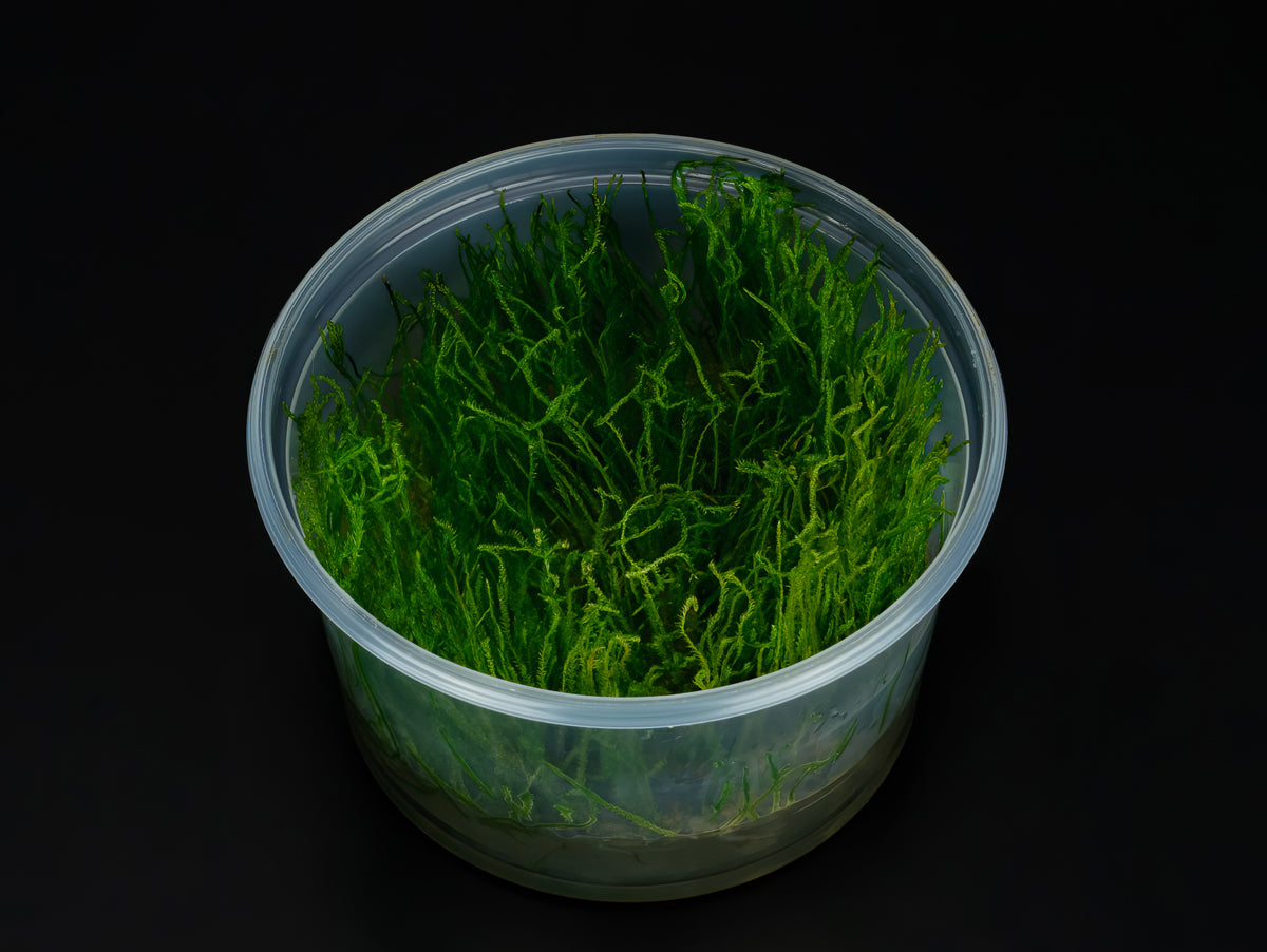 Vesicularia sp. 'Creeping Moss'