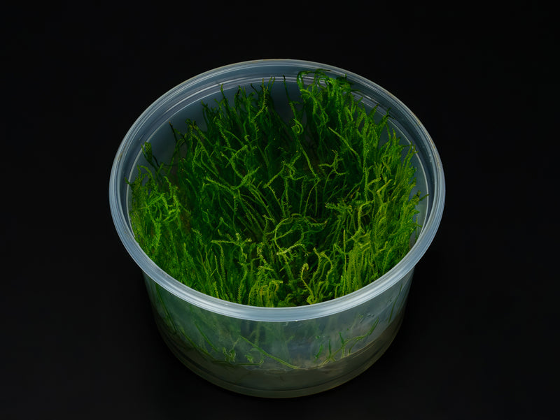 Vesicularia sp. 'Creeping Moss'