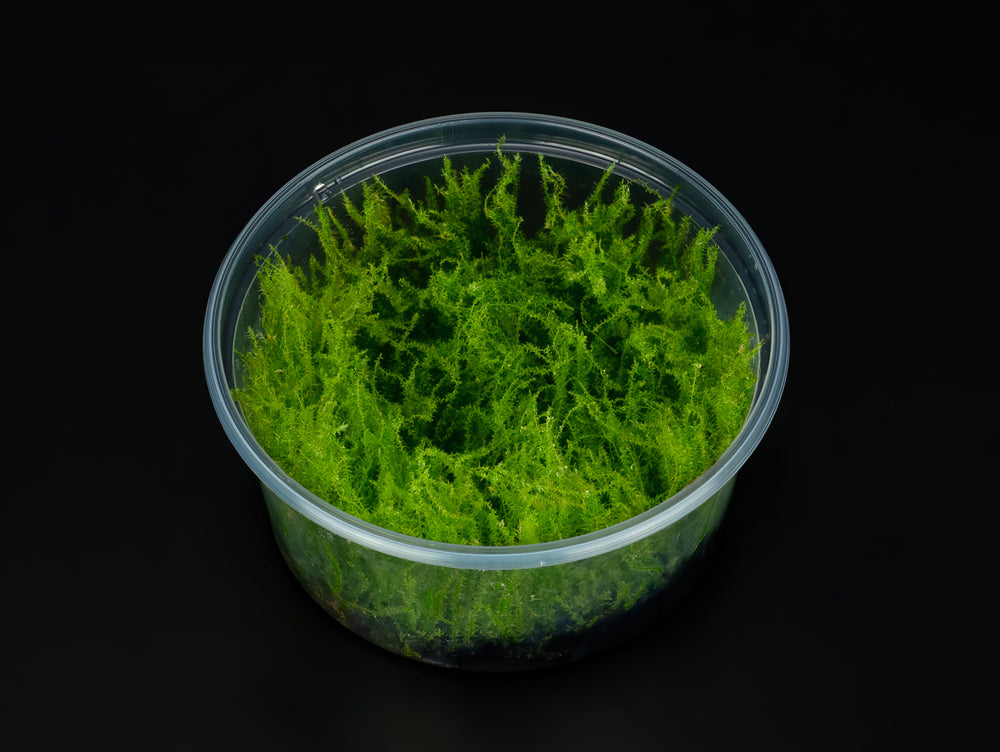Leptodictyum riparium