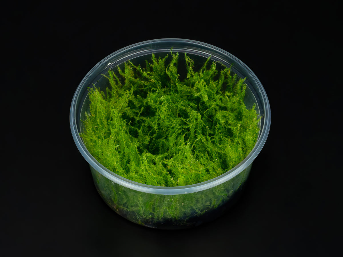 Leptodictyum riparium