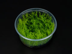 Leptodictyum riparium