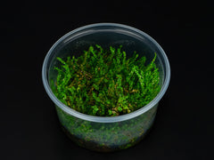 Rotala macrandra 'Pearl'