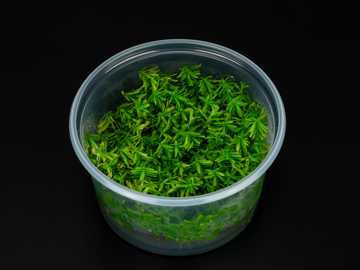 Rotala sp. 'Wayanad'