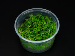 Rotala sp. 'Wayanad'