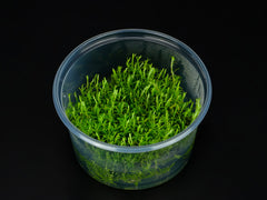 Rotala rotundifolia 'Periya'