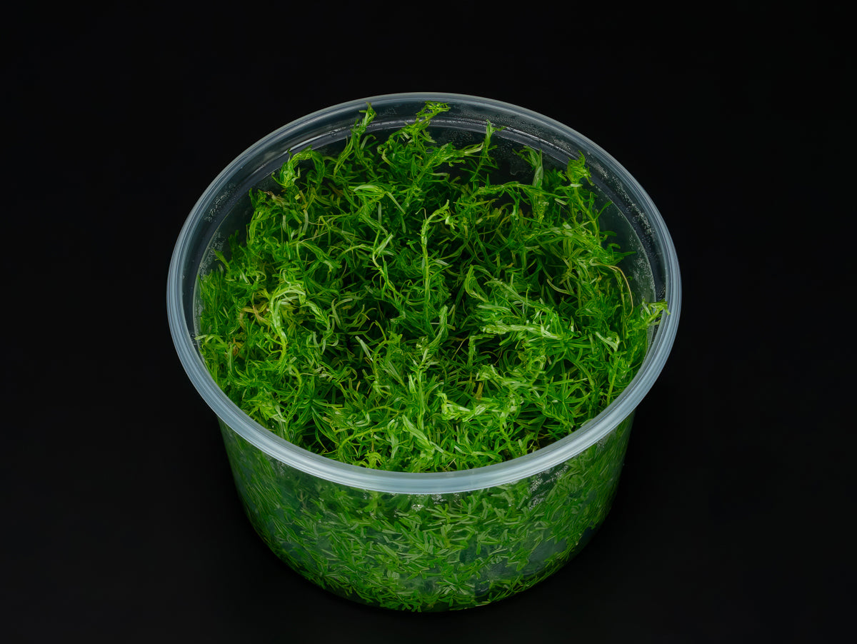 Rotala sp. 'Nanjenshan'