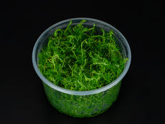 Rotala sp. 'Nanjenshan'