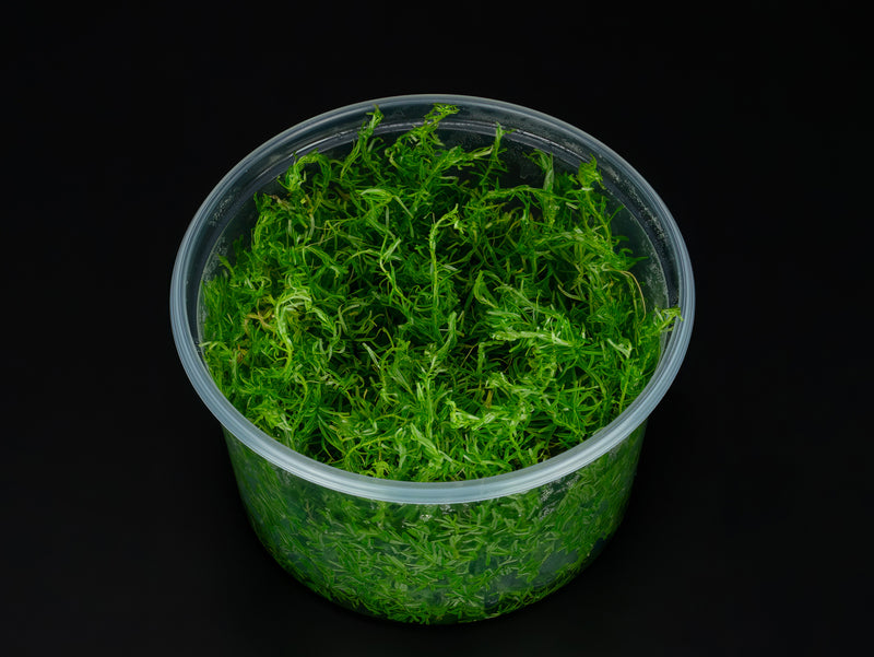 Rotala sp. 'Nanjenshan'