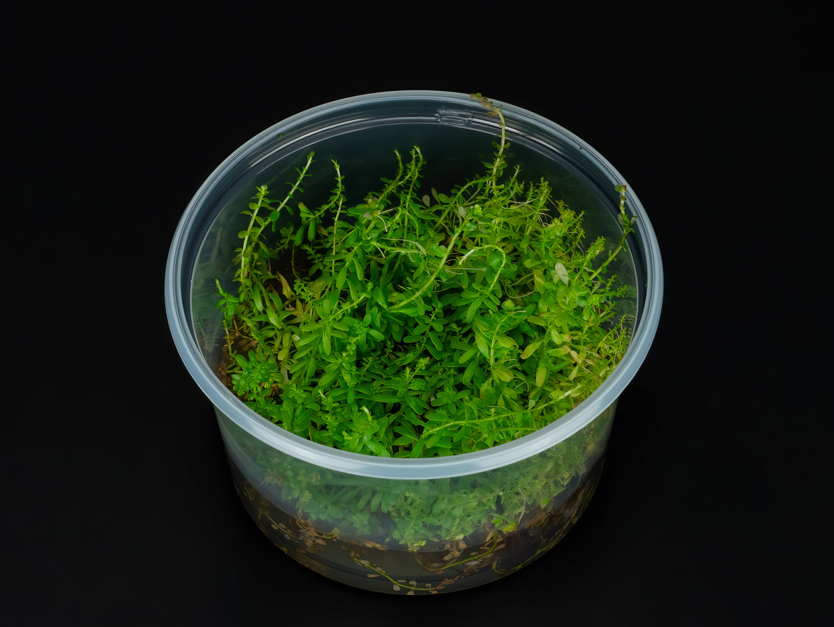 Rotala rotundifolia "Gia Lai" / "H'Ra"