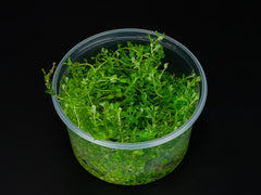 Rotala rotundifolia 'Shimoga'