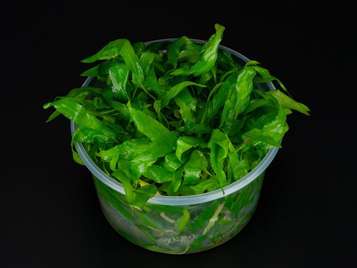 Cryptocoryne wendtii 'Green'