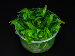 Cryptocoryne wendtii 'Green'