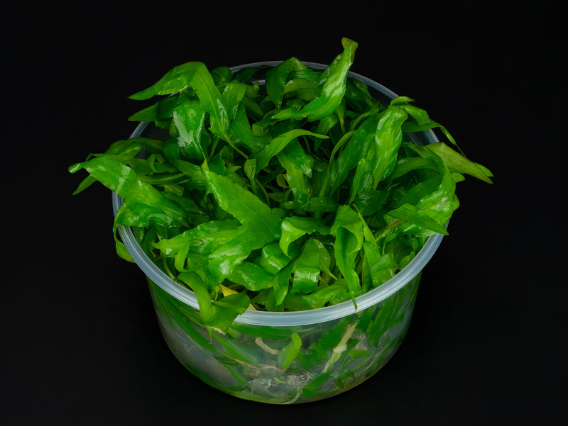 Cryptocoryne wendtii 'Green'