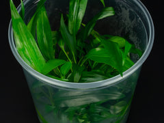 Lagenandra thwaitesii