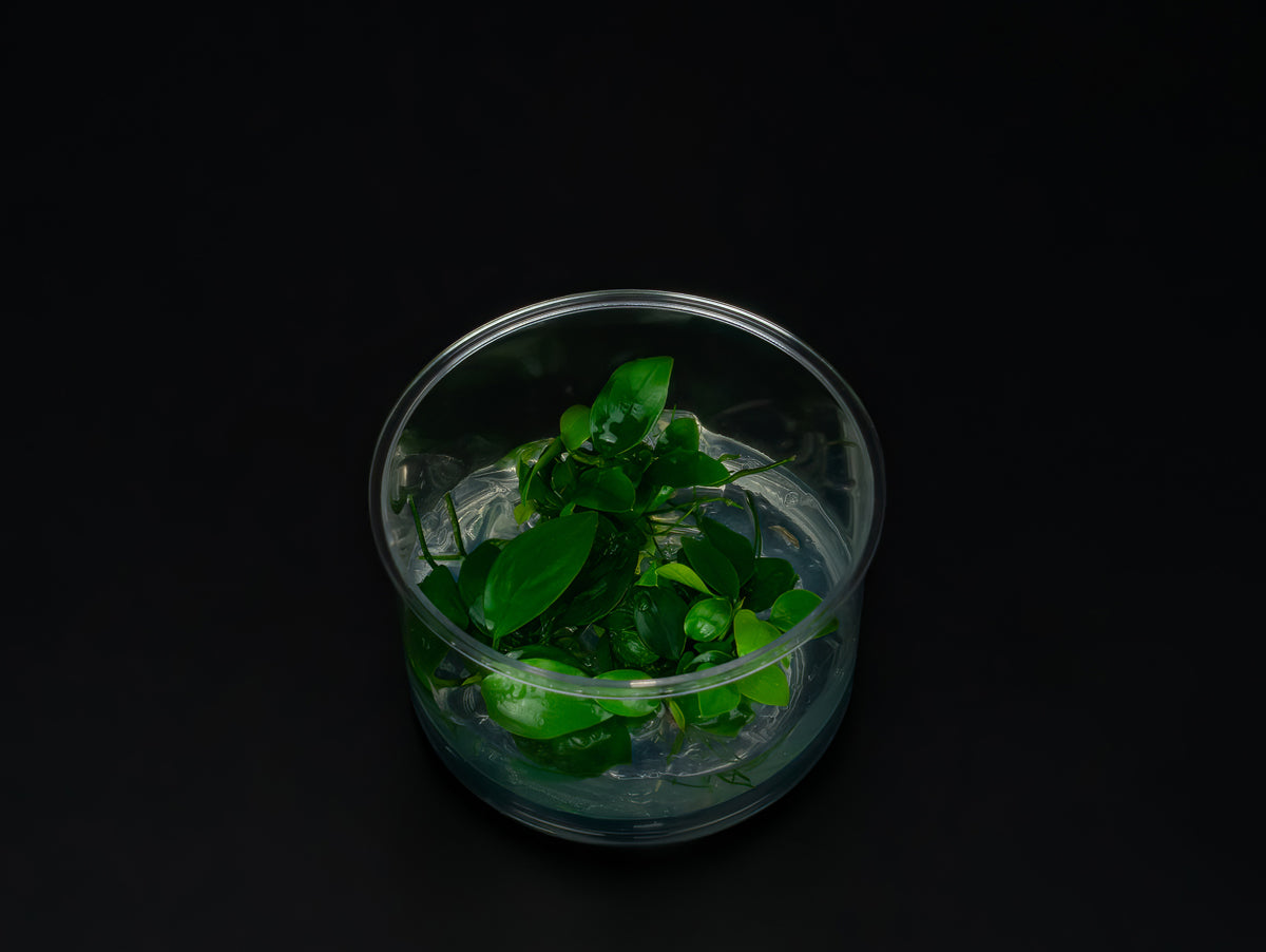 Anubias barteri var. Nana