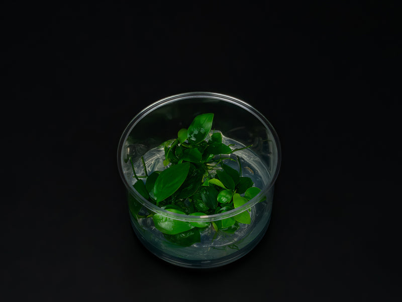 Anubias barteri var. Nana