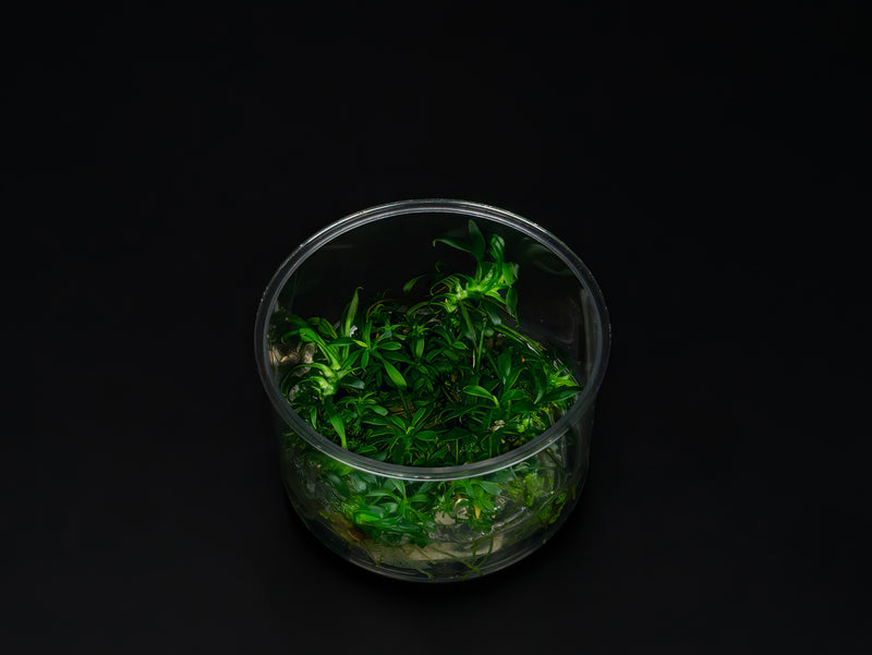 Anubias barteri var. nana 'Pangolino'