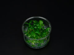 Anubias heterophylla