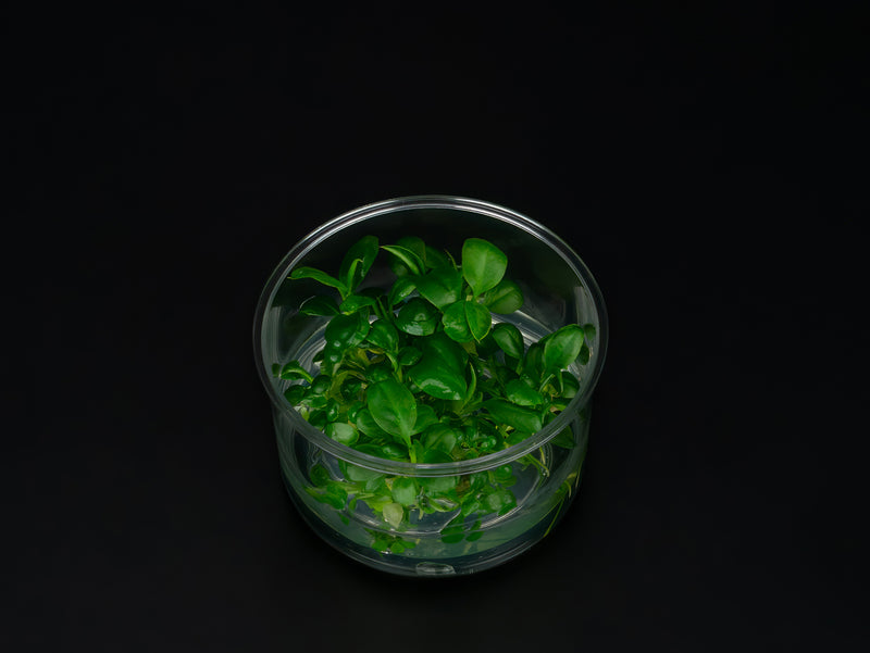 Anubias heterophylla