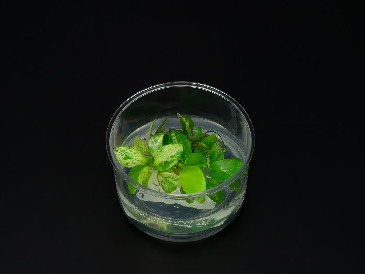 Anubias barteri var. nana 'Pinto'