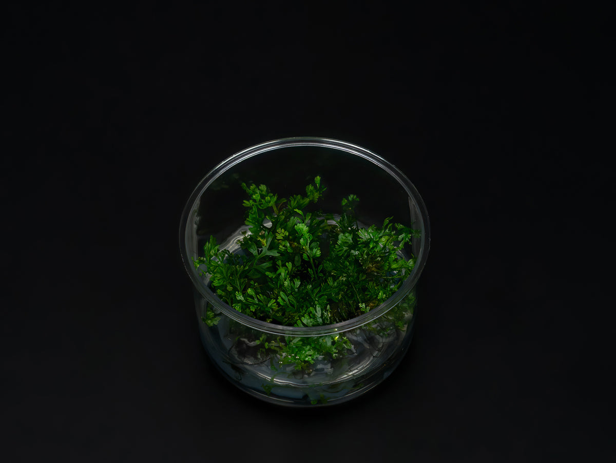 Bolbitis heteroclita 'difformis'