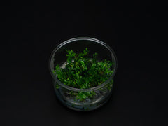 Bolbitis heteroclita 'difformis'