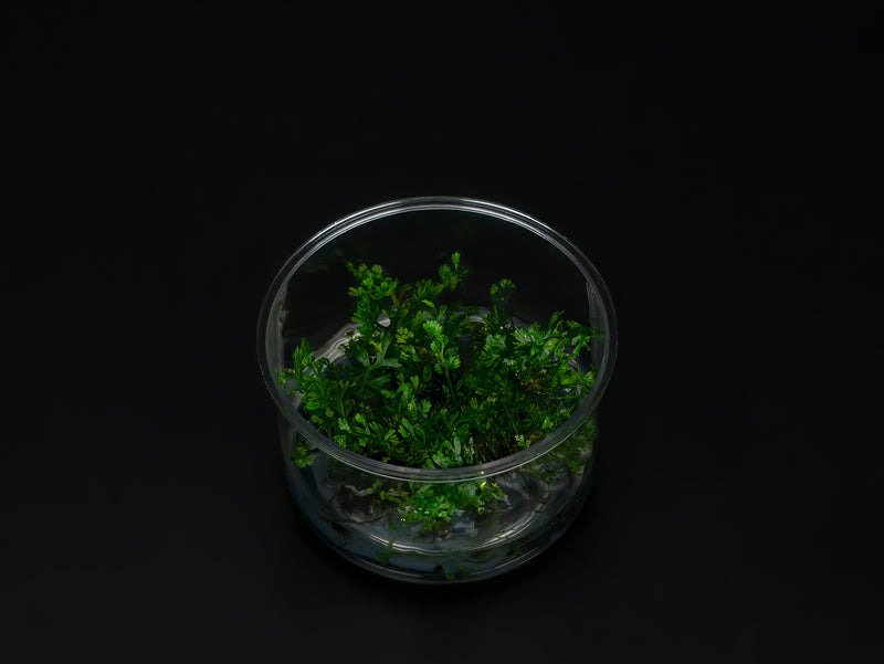 Bolbitis heteroclita 'difformis'