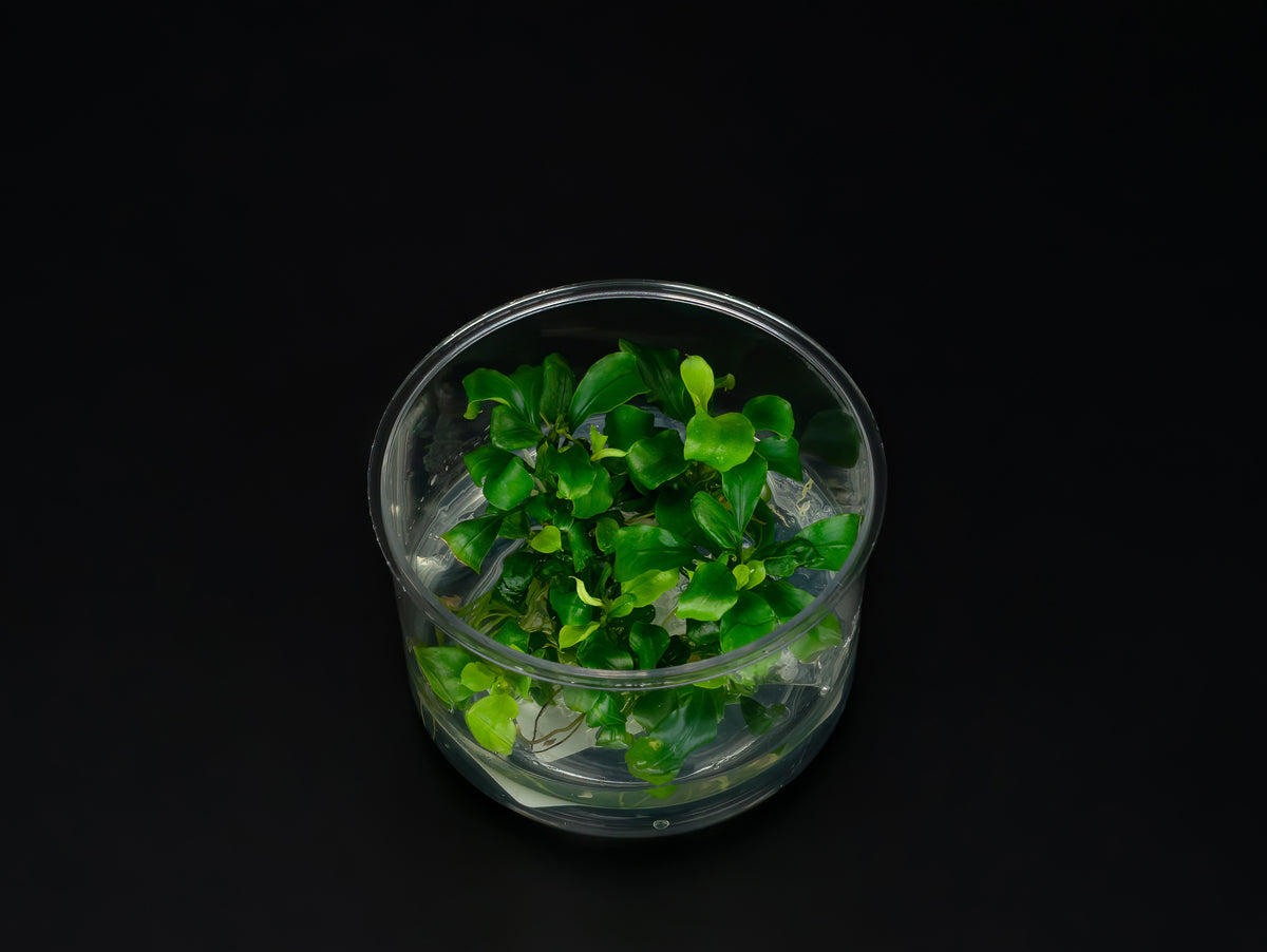 Bucephalandra sp. 'Broad Wavy'