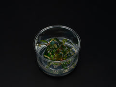 Bucephalandra sp. 'Serimbu brown'
