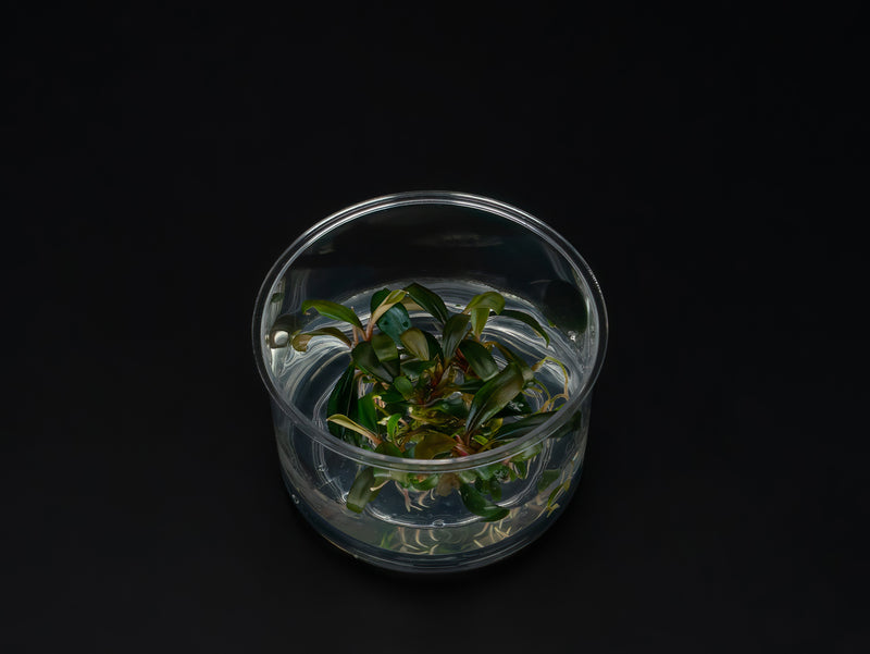 Bucephalandra sp. 'Serimbu brown'