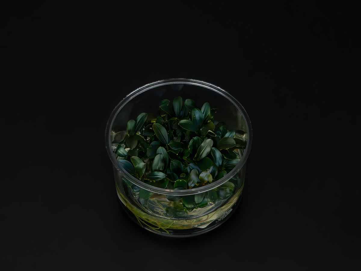 Bucephalandra sp. 'Red'