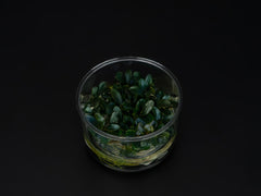 Bucephalandra sp. 'Red'