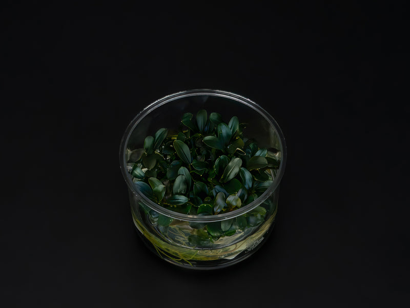 Bucephalandra sp. 'Red'