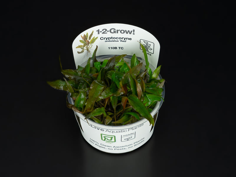 Cryptocoryne undulatus 'Red' / Broad Leaf
